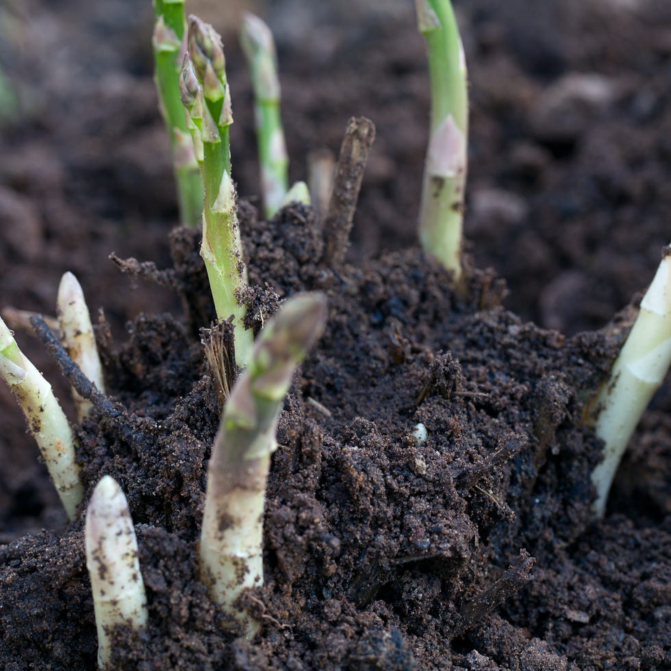 growing asparagus