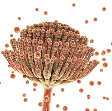 aspergillus fungus, illustration