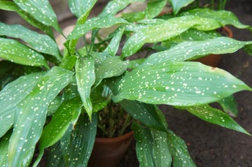 aspidistra elatior or cast iron plant or bar room plant with spotted leaves in pot