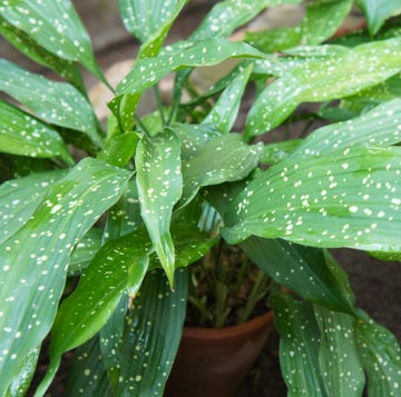 Cómo cuidar la planta interior aspidistra, conocida como orejas de burro o pilistra cuidar la planta interior aspidistra orejas de burro o pilistra