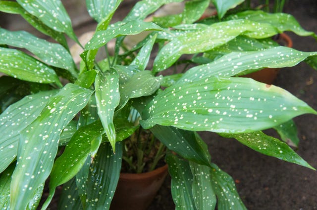 cómo cuidar la planta interior aspidistra, conocida como orejas de burro o pilistra