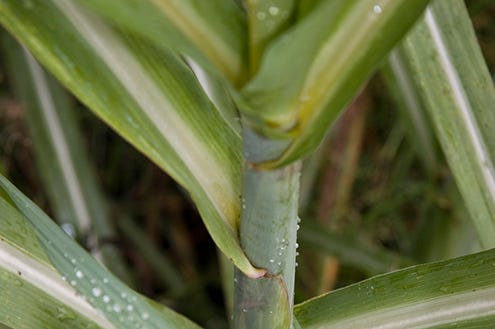 Terrestrial plant, Plant, Leaf, Flower, Plant stem, Grass family, Plant pathology, Grass, Flowering plant, Crinum, 