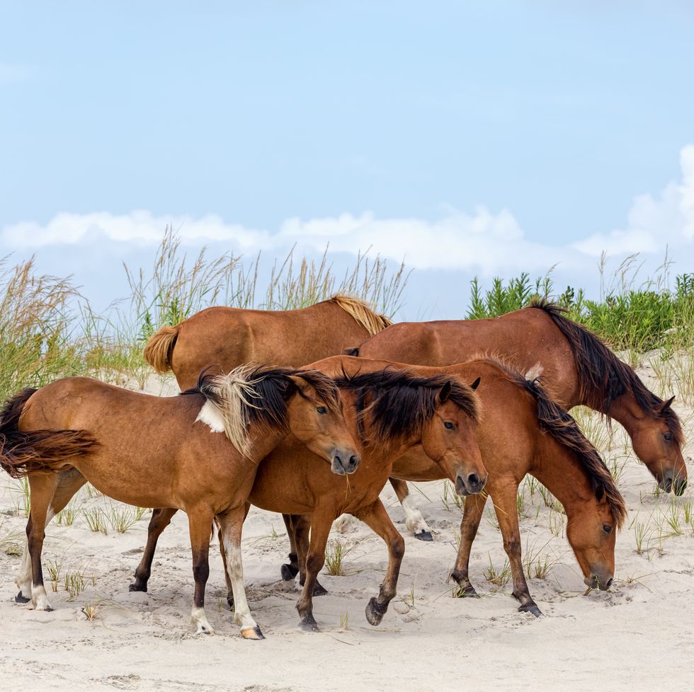 assateague wild ponies on the beach