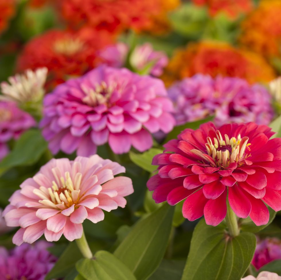 assortment of pink shaded zinnias in a flower patch