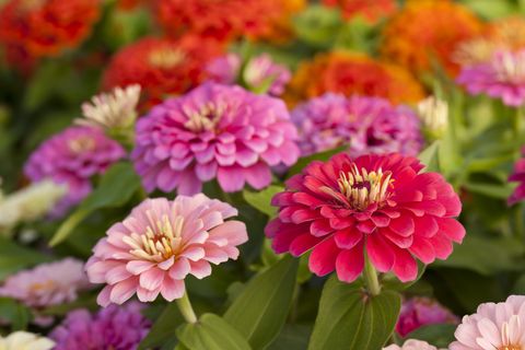 assortment of pink shaded zinnias in a flower patch