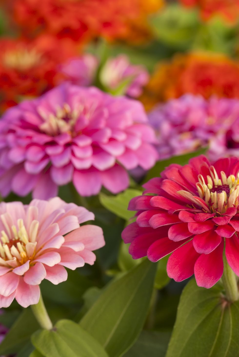 assortment of pink shaded zinnias in a flower patch