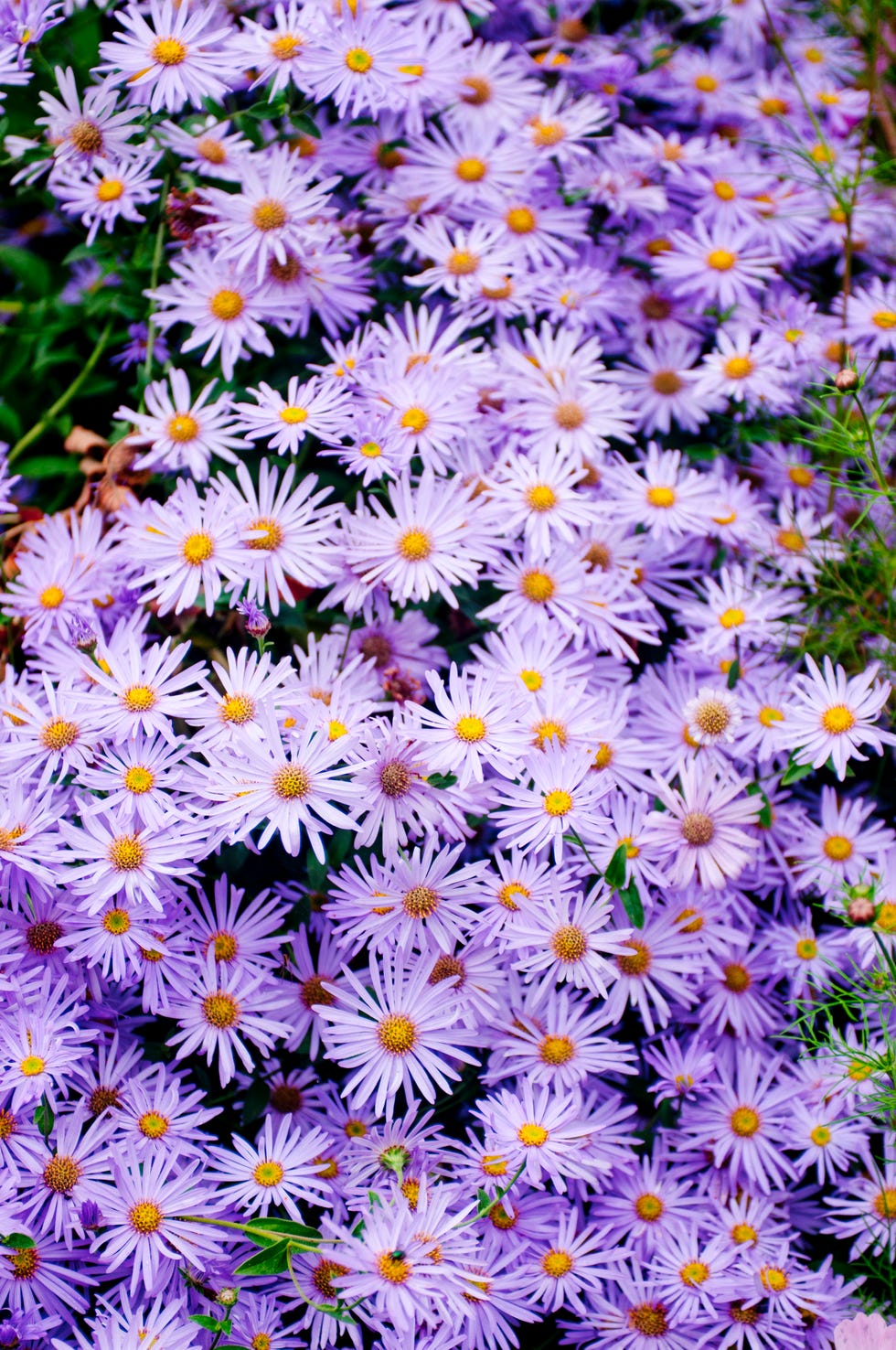 aster blooms in kubota japanese garden seattle washington