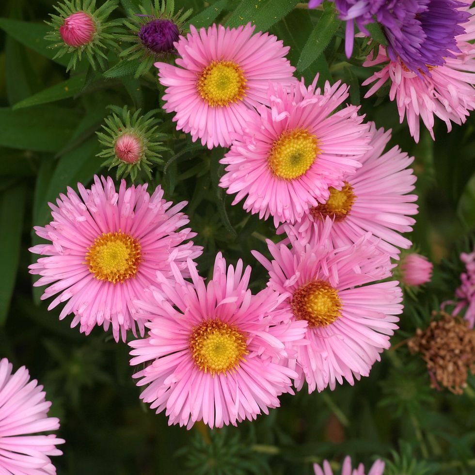 flower meanings pink asters