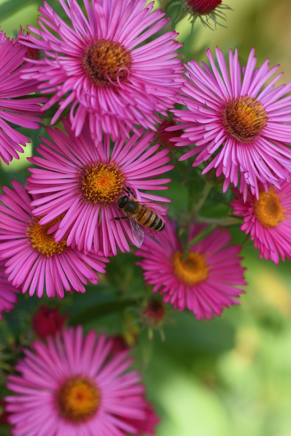 aster