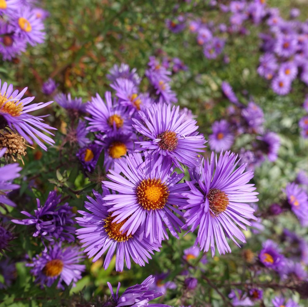 asters in october