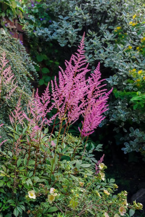 astilbe