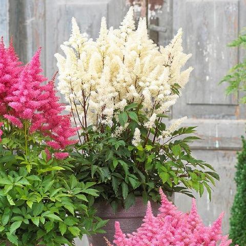 astilbe by eden brothers