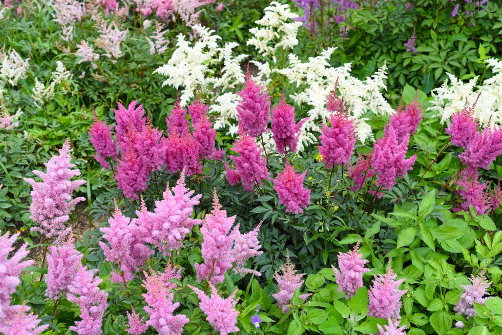 30 Shade-Loving Plants That'll Thrive in Your Garden