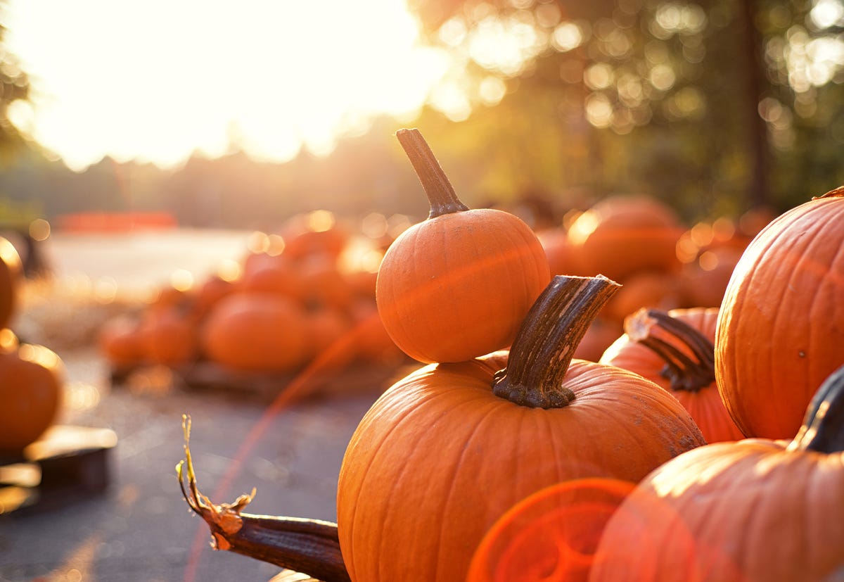 15 Best Pumpkin Patches 2020 - Top Pumpkin Farms In America