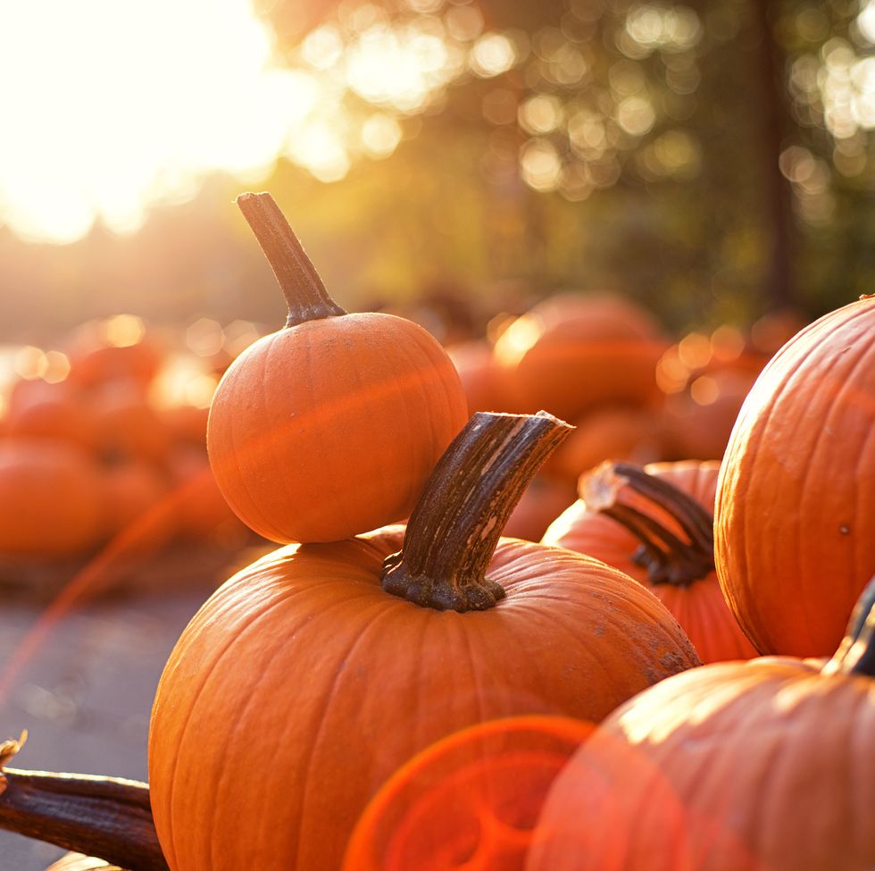 fall puns about pumpkins