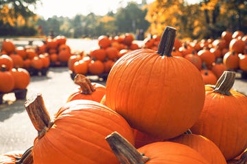 at the pumpkin patch