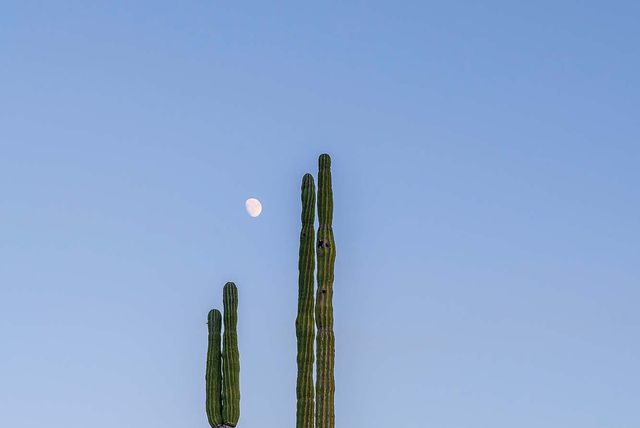 a group of cactus with the moon in the background, baja, mexico