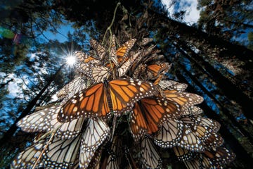 millions of monarch butterflies spend the winter at sierra chincua