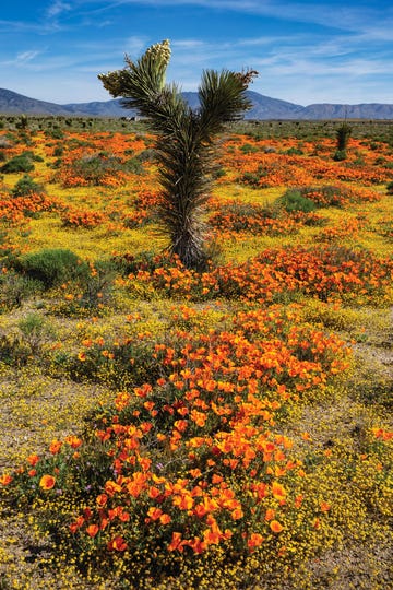 california super bloom