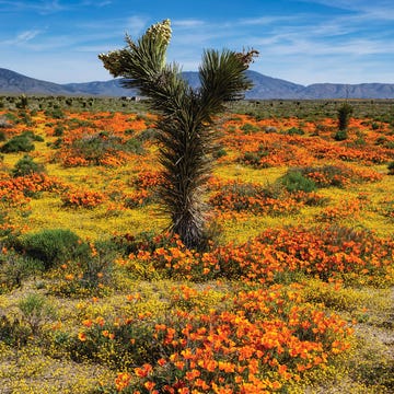 california super bloom california super bloom