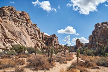 joshua tree national park, echo cove, california, desert, alta journal
