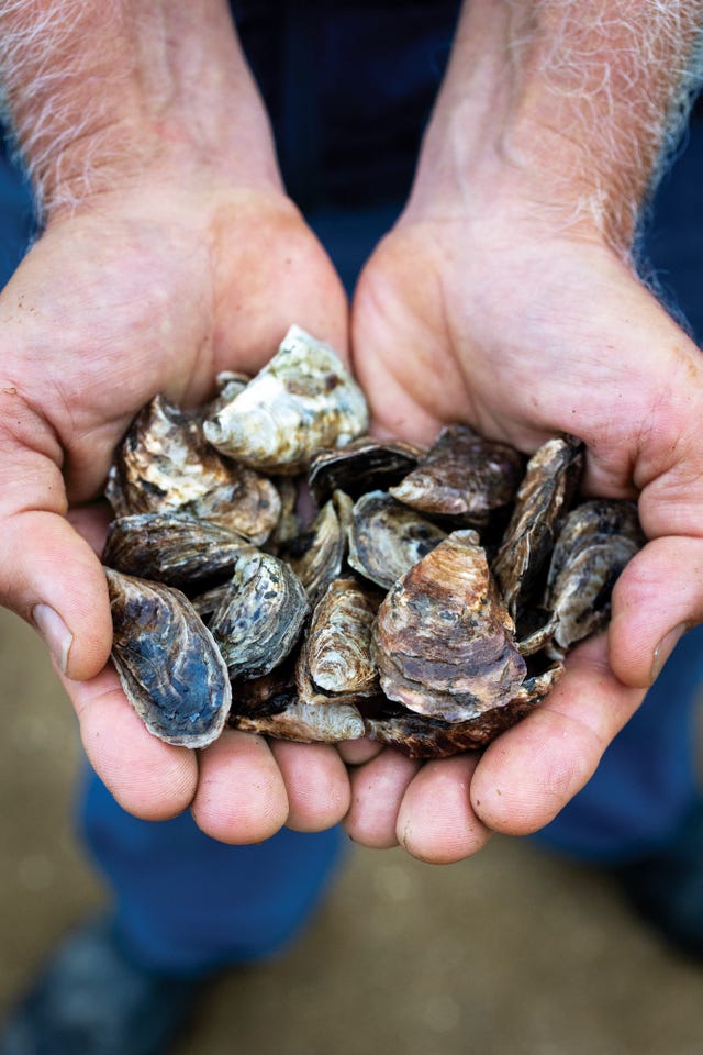 olympia oysters grown by hog island oyster co in marshall, california