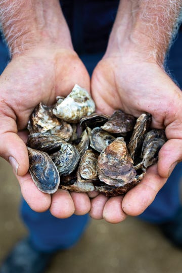 olympia oysters grown by hog island oyster co in marshall, california