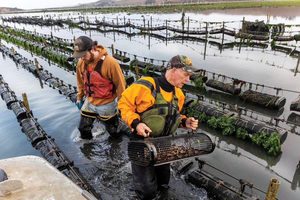 hog island oyster co quality assurance manager maxwell rintoul, left, and scientist gary fleener inspect oyster beds in tomales bay at low tide
