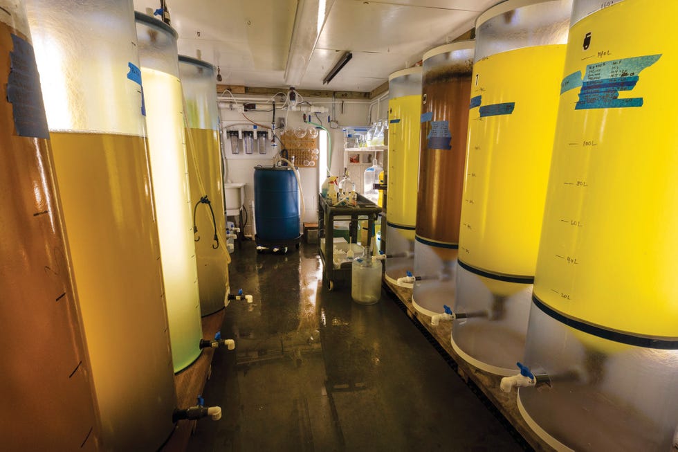 scientists at moss landing marine laboratories grow cultured microalgae—food for baby oysters in these 50 gallon fiberglass tanks