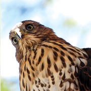 dan cooper, griffith park, los angeles, juvenile cooper’s hawk dan cooper, griffith park, los angeles, juvenile cooper’s hawk