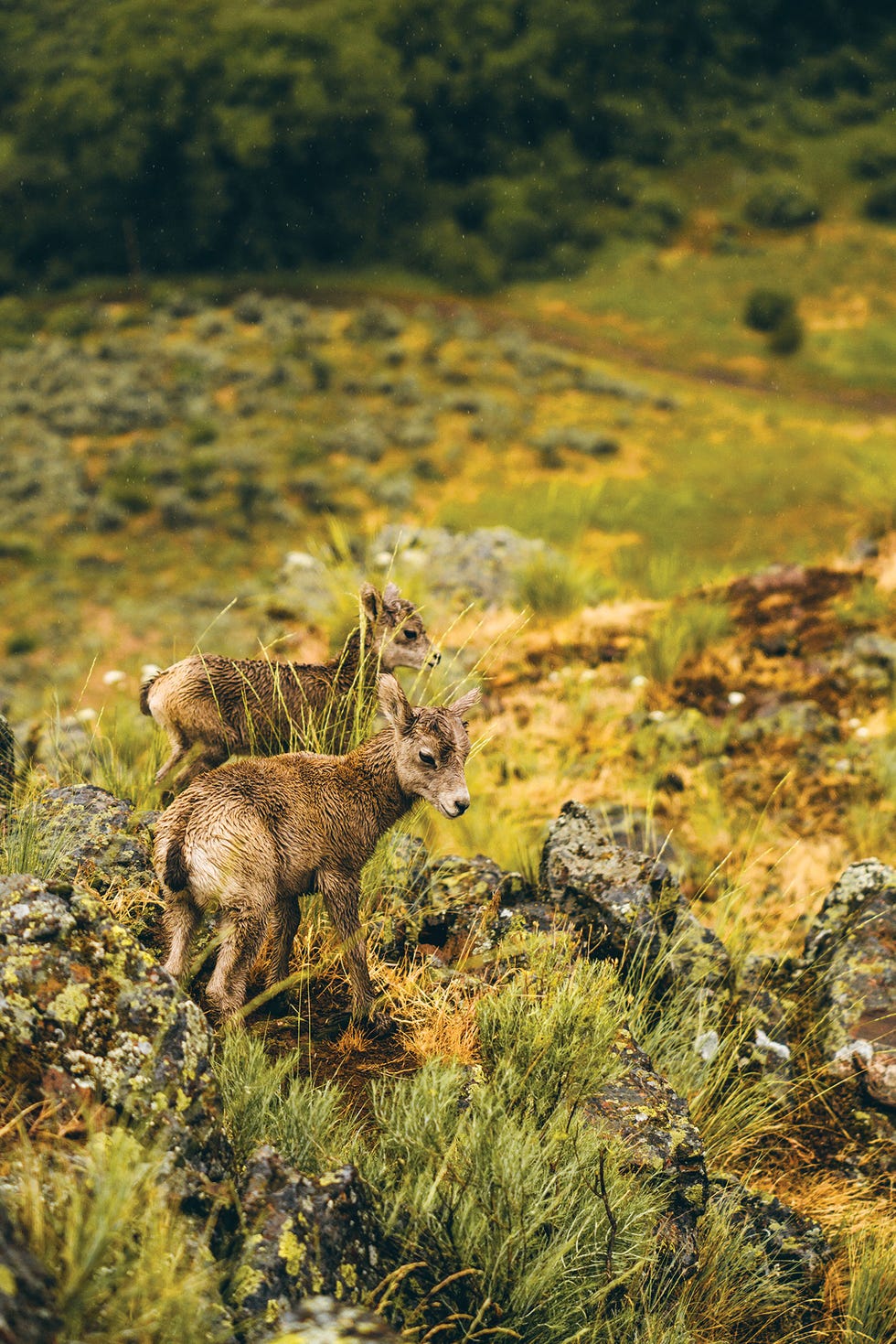 charles post, bighorn lambs, snake river valley, wild and wool