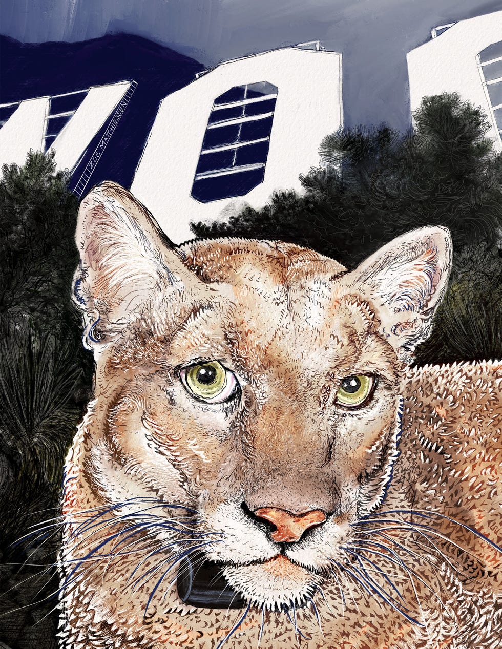 p22 illustrations
