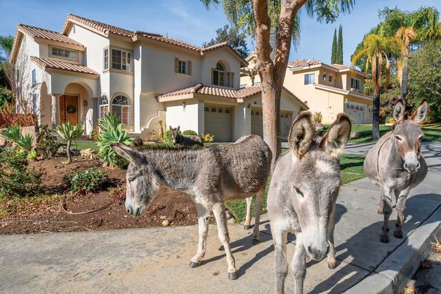 wild burros roam a residential neighborhood in moreno valley, california, where they graze on front lawns and shrubbery and drink water from sprinklers