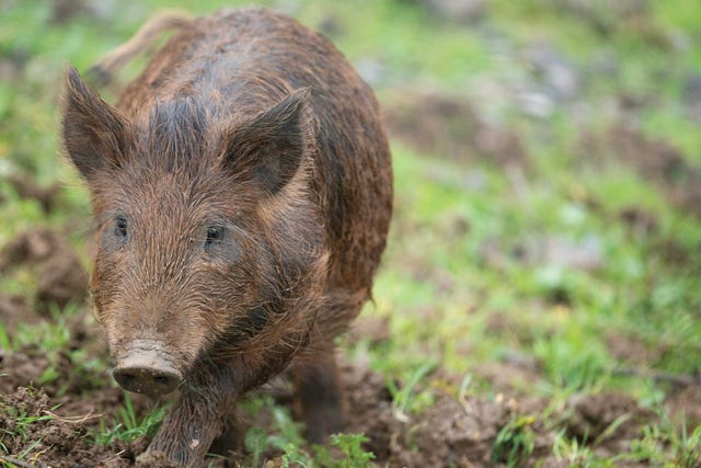 a wild boar grazes on a hillside near castro valley, california