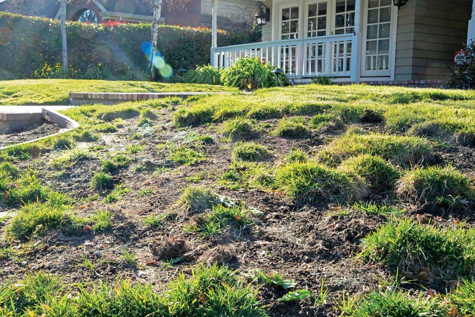 boars wreaked havoc on this residential lawn in lafayette, in contra costa county, a spokesperson for the city says they have ongoing problems with boars in the area