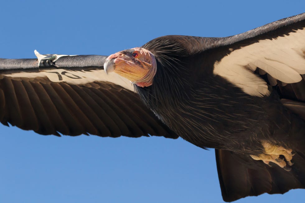 fuego, california condor, big sur