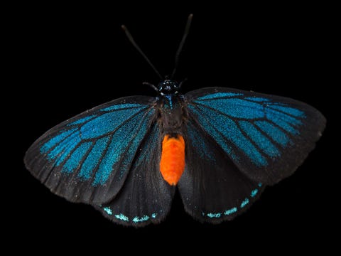 Eumaeus atala niet gevalueerd Deze vlinder die leeft in en rond Florida gold medio 20ste eeuw als uitgestorven Zijn waardplant Zamia integrifolia is een geliefde tuinplant de vlinder maakt een comeback