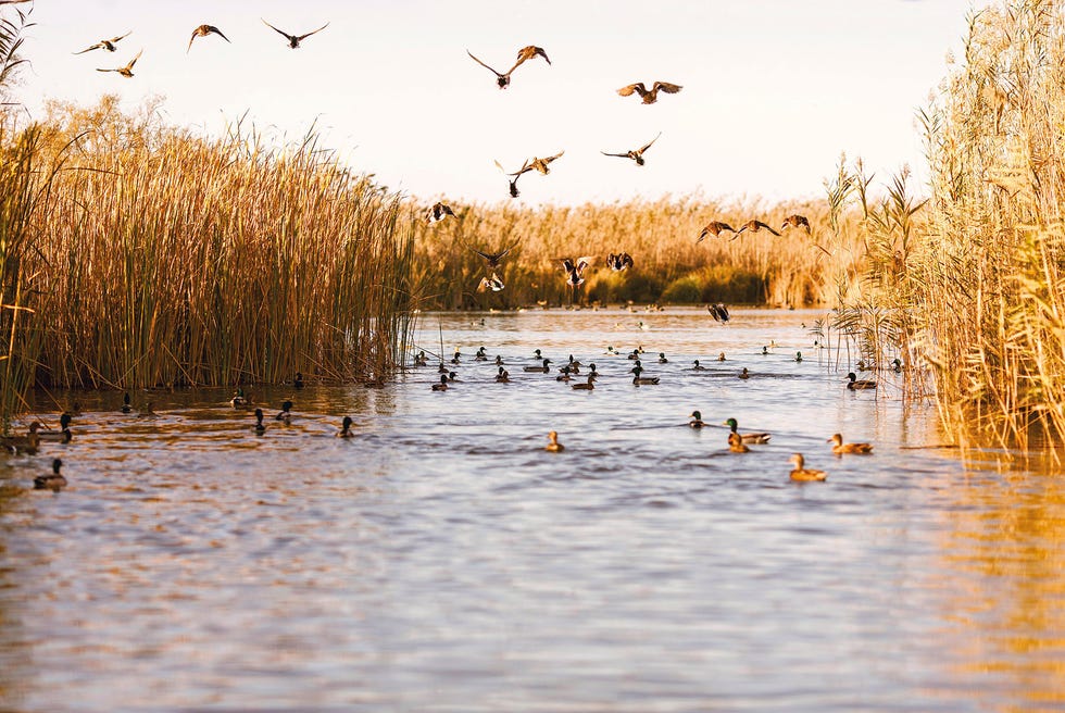 mejores atardeceres en españa en autocaravana y furgoneta camper parque nacional de la albufera en valencia