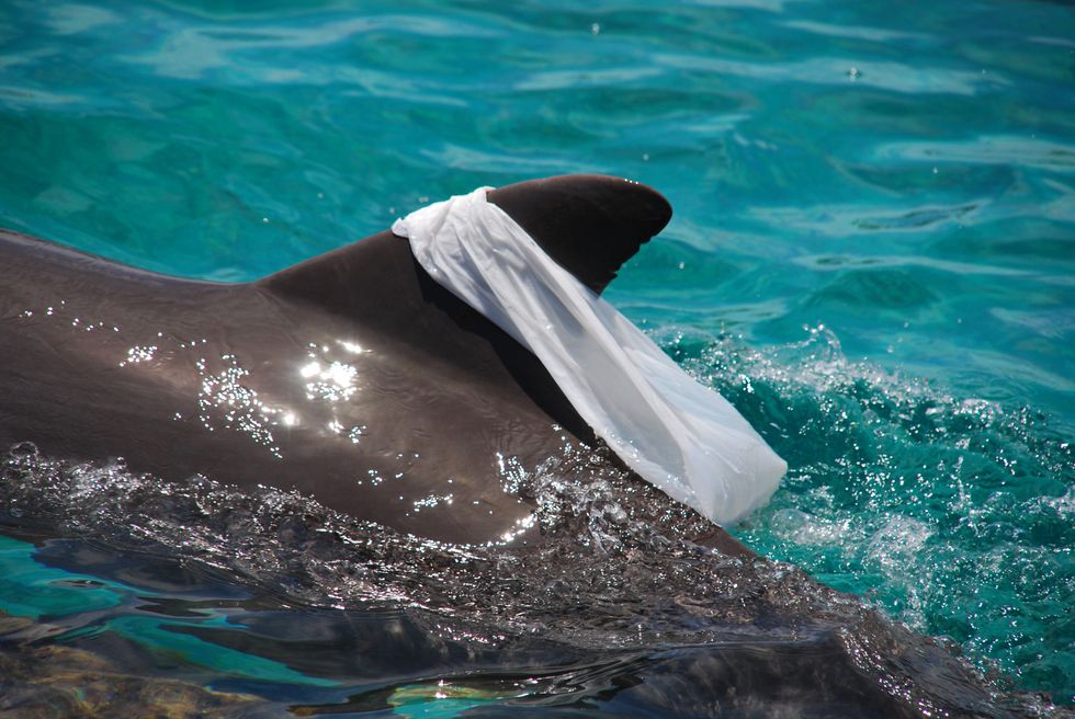 Atlantic bottlenose dolphin Playing with plastic bag, dragging it around on its dorsal fin for fun