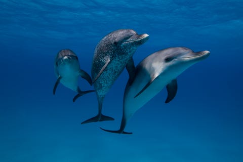 Fun Facts About Dolphins - National Dolphin Day