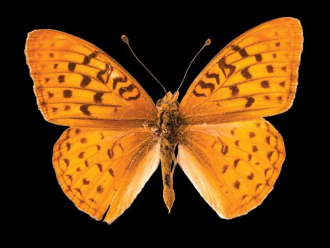 Speyeria adiaste atossa niet gevalueerd Deze vlinder uit Californi verloor leefgebied door begrazing en droogte en geldt als uitgestorven Het laatste levende exemplaar in het wild werd in 1960 waargenomen