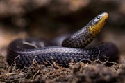 Wetenschappers vondenAtractus michaelsabini op een schuilplaats naast een kerk in het dorp Guanazn in het Andesgebergte in Ecuador