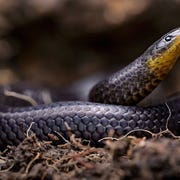 https://i.natgeofe.com/n/9f4e5e71-d091-40a2-9e44-d876ee2d82a5/atractus_michaelsabini_photo_Amanda_Quezada1.jpg Wetenschappers vondenAtractus michaelsabini op een schuilplaats naast een kerk in het dorp Guanazn in het Andesgebergte in Ecuador