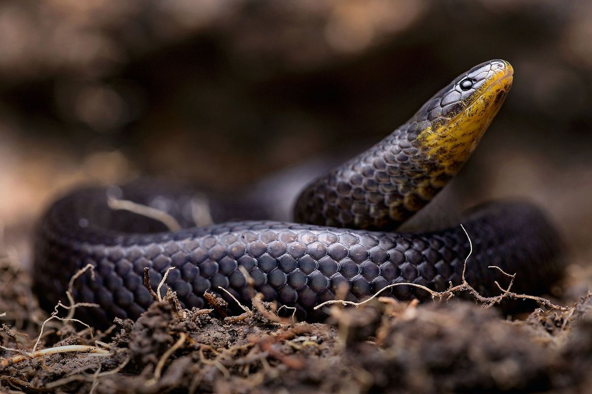 Chaise longue Meerdere assistent Drie nieuwe slangensoorten ontdekt op begraafplaatsen