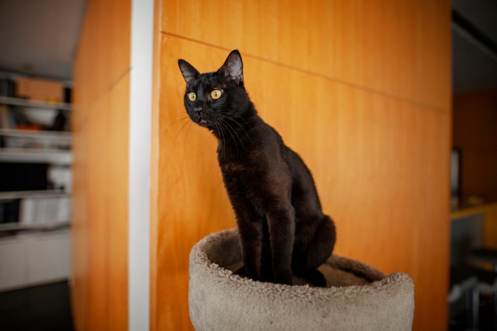 attentive black cat