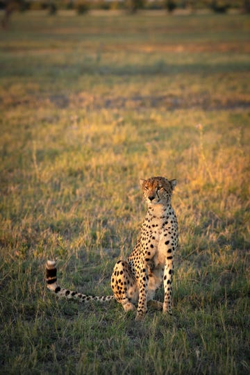 botswana okavango viaggio