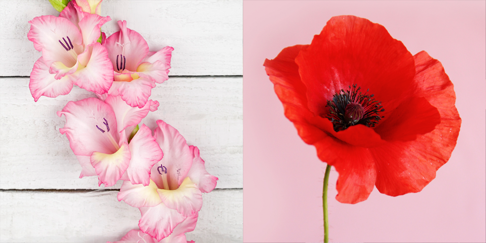 august gladiolus and poppy