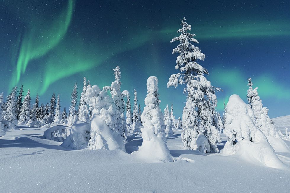 aurora borealis on icy trees, lapland, finland