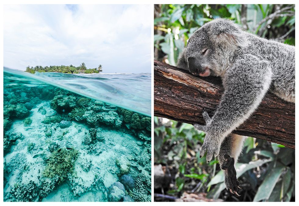 Koala, Adaptation, Wildlife, Organism, Photography, Vacation, Coast, 