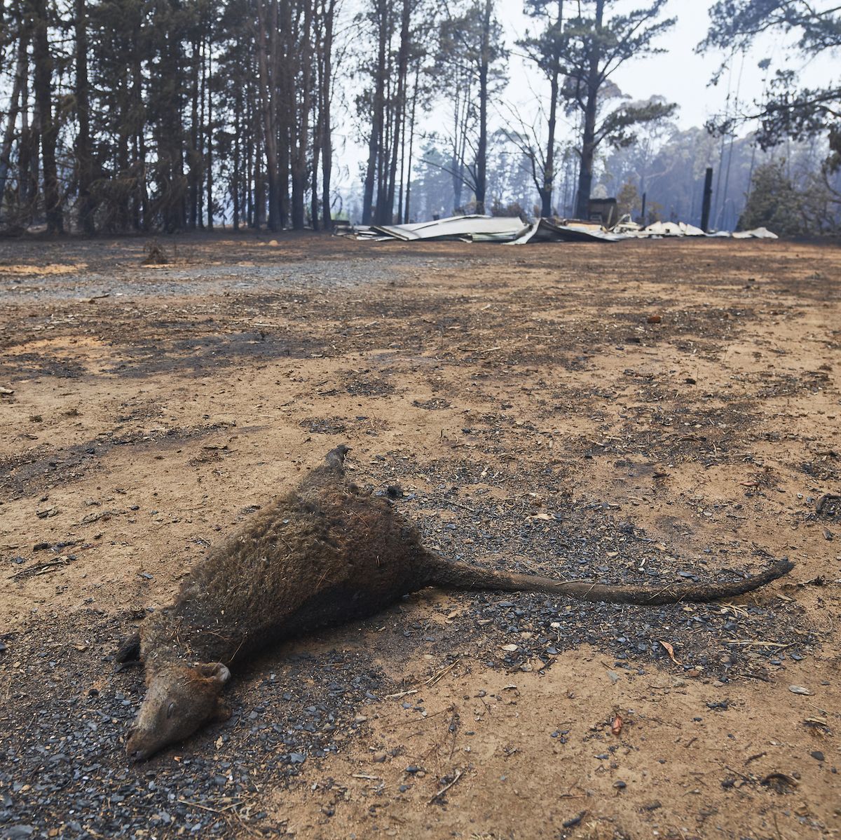 Australia Wildfires: 480 Million Animals Dead as Video Shows Damage